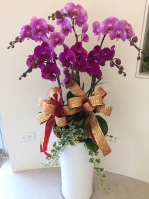 編號:D0034----雙色高盆蘭花